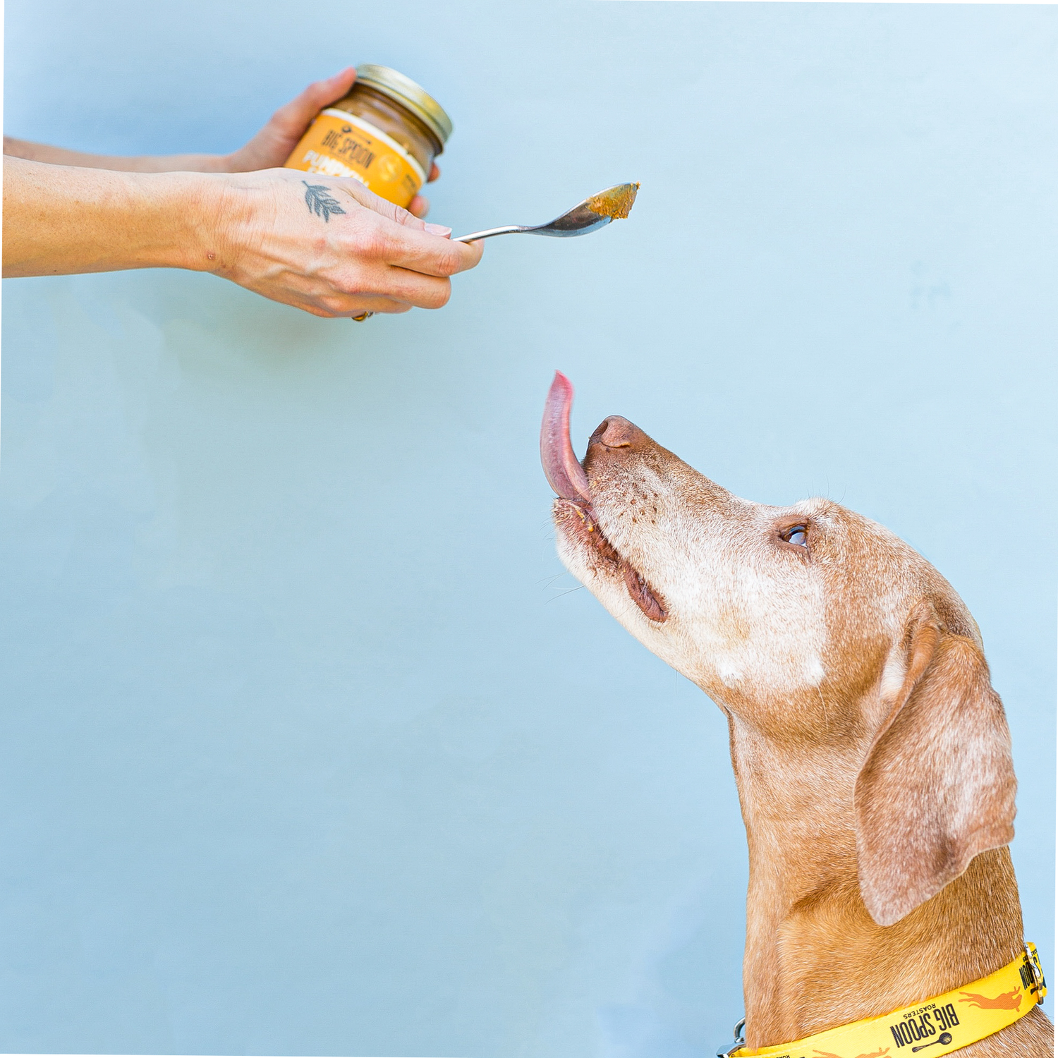 A vizsla reaches up with its tongue towards a spoon holding Pumpkin Spice Wag Butter