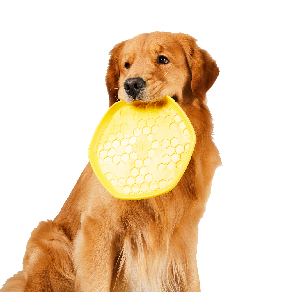 Golden retriever holding a yellow hive pet disc toy in its mouth