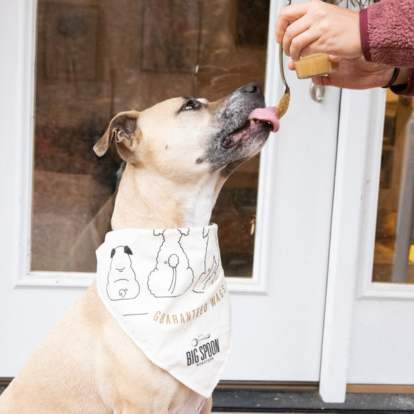Our doggie model, Georgia, models the Doggie Bandana while she eats Wag Butter.
